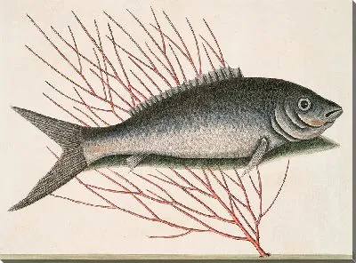 Картина Рыба-кость (1754 г)