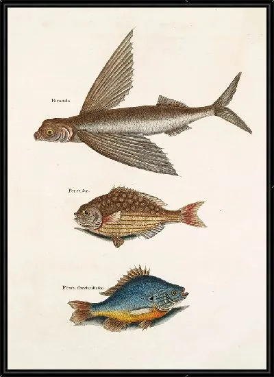 Картина Летающая рыба, Рыба-руль, Пресноводный персик (1754)