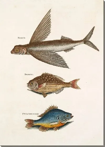 Картина Летающая рыба, Рыба-руль, Пресноводный персик (1754)