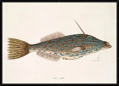 Багамская рыба-единорог (1754)