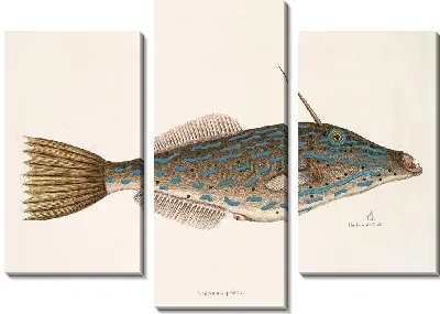 Багамская рыба-единорог (1754)