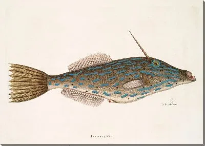 Багамская рыба-единорог (1754)