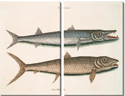 Картина Барракуда, Багамская лиса (1754)