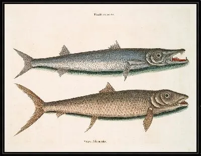 Картина Барракуда, Багамская лиса (1754)