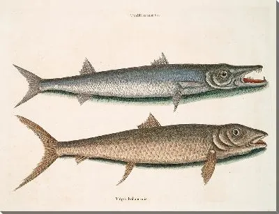 Картина Барракуда, Багамская лиса (1754)