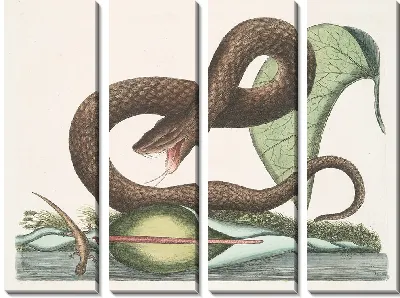 Картина Бурая гадюка, Арум (1754)