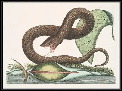 Картина Бурая гадюка, Арум (1754)