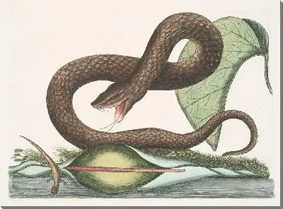 Картина Бурая гадюка, Арум (1754)