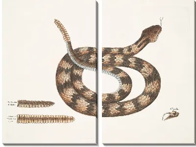 Картина Vipera caudisona, Гремучая змея