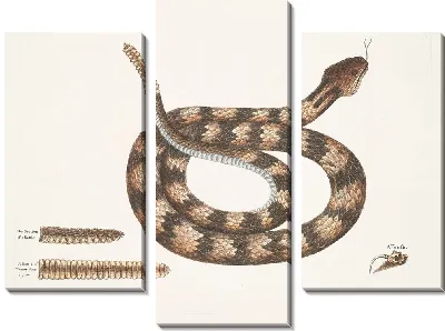 Картина Vipera caudisona, Гремучая змея