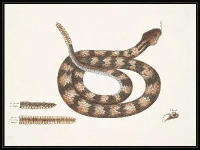 Картина Vipera caudisona, Гремучая змея