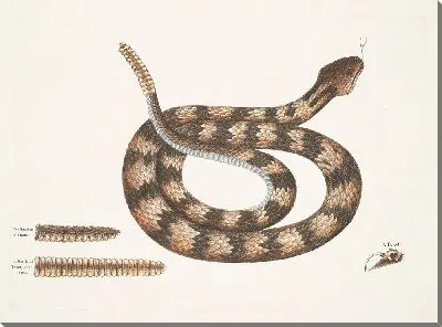 Картина Vipera caudisona, Гремучая змея