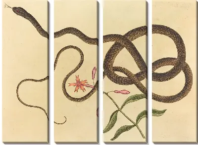 Картина Змея-хлыст (Coluber flagellum) (1731-1743)