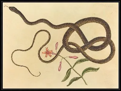 Картина Змея-хлыст (Coluber flagellum) (1731-1743)