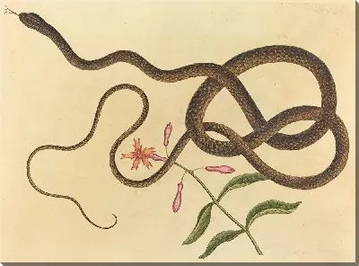 Картина Змея-хлыст (Coluber flagellum) (1731-1743)