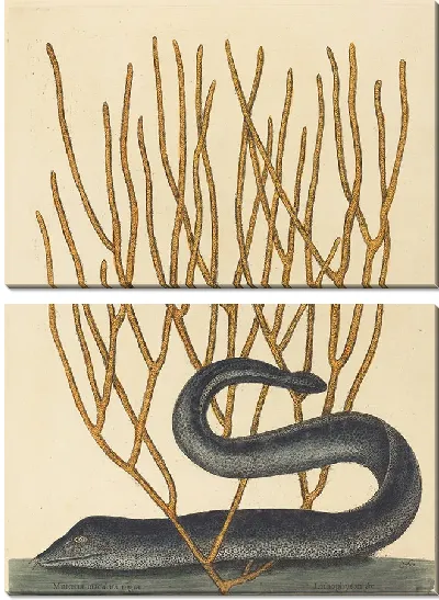 Картина Черный Мурай (Muraenae helenae varietas) (1754 г.)