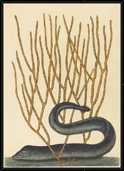 Картина Черный Мурай (Muraenae helenae varietas) (1754 г.)