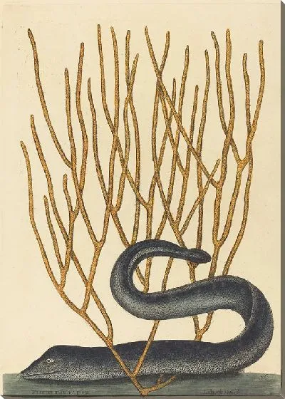 Картина Черный Мурай (Muraenae helenae varietas) (1754 г.)