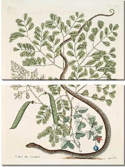 Картина Пятнистая Ленточная Змея (1754)