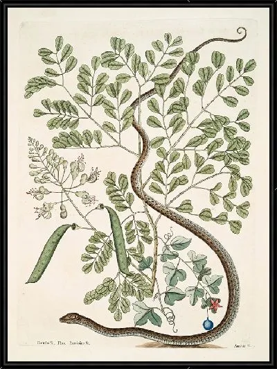 Картина Пятнистая Ленточная Змея (1754)