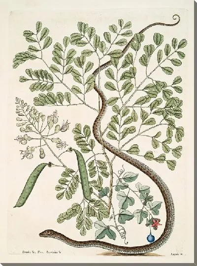 Картина Пятнистая Ленточная Змея (1754)