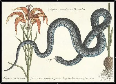 Змея Табл.058 (1777 г.)