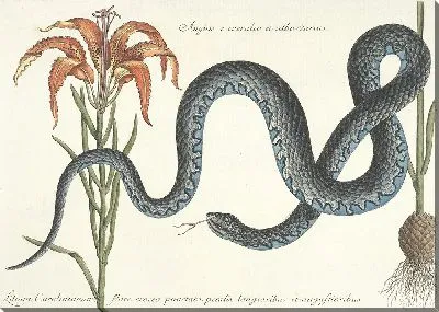 Змея Табл.058 (1777 г.)