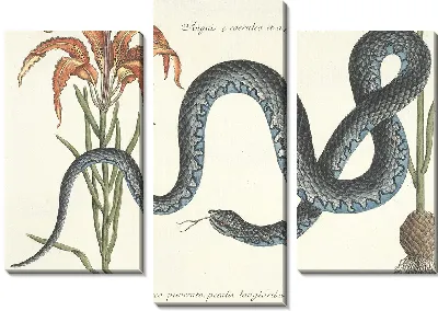 Змея Табл.058 (1777 г.)