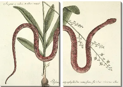 Картина Змея Pl.055 (1777)