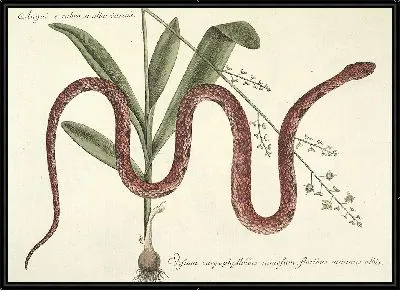 Картина Змея Pl.055 (1777)