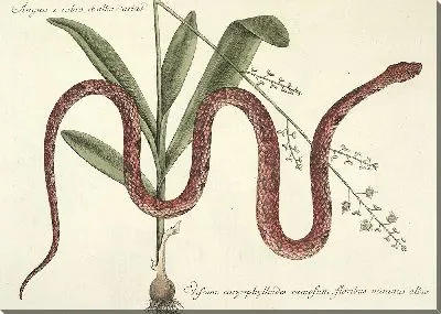 Картина Змея Pl.055 (1777)