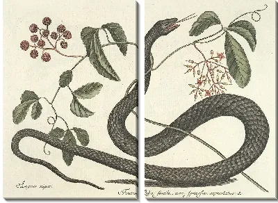 Картина Змея Pl.048 (1777)