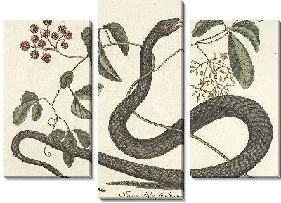 Картина Змея Pl.048 (1777)