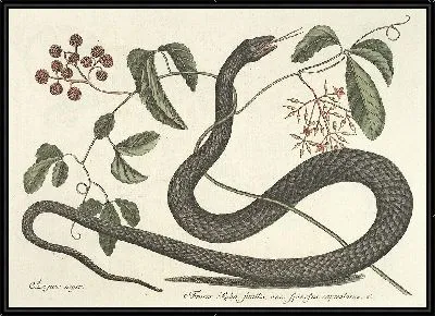 Картина Змея Pl.048 (1777)