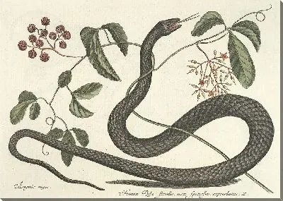 Картина Змея Pl.048 (1777)