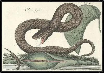 Картина Змея Pl.045 (1777)