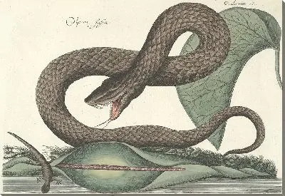 Картина Змея Pl.045 (1777)