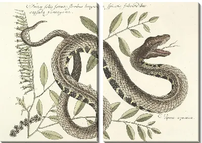 Картина Змея Pl.043 (1777)