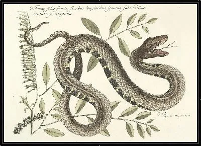 Картина Змея Pl.043 (1777)