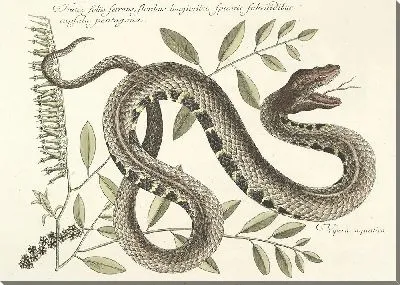 Картина Змея Pl.043 (1777)