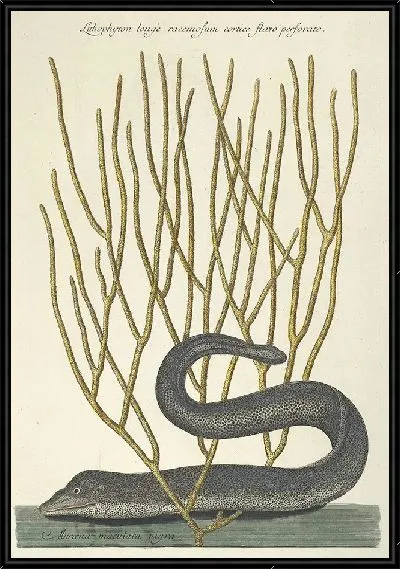 Картина Мурена Pl.021 (1777)