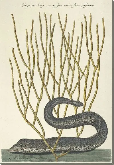 Картина Мурена Pl.021 (1777)