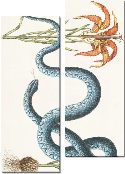 Картина Красная лилия, Змея Вампум (1754)