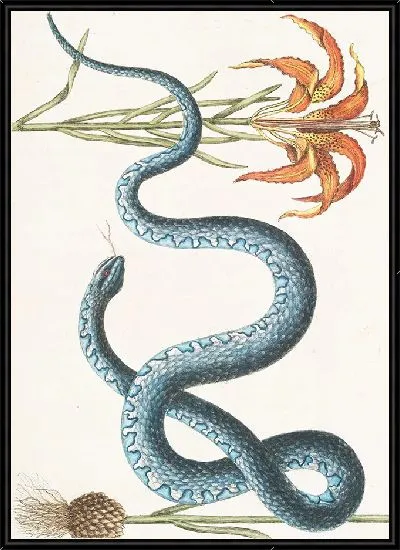 Картина Красная лилия, Змея Вампум (1754)