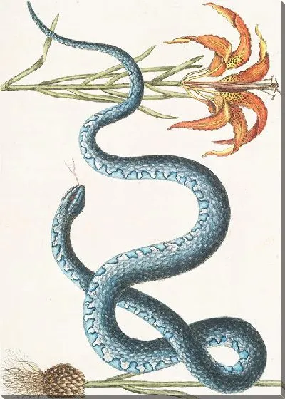 Картина Красная лилия, Змея Вампум (1754)