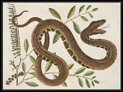 Картина Водяная гадюка (1754)