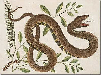 Картина Водяная гадюка (1754)