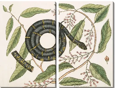 Картина Цепная Змея (1754)
