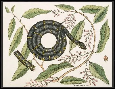 Картина Цепная Змея (1754)