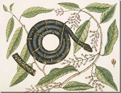 Картина Цепная Змея (1754)